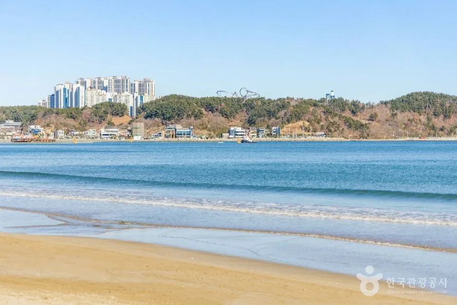 포항 영일대해수욕장의 봄 벚꽃과 바다