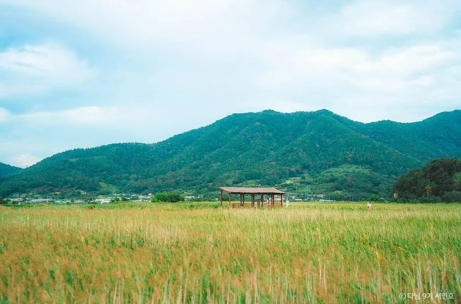 순천만 습지를 물들인 튤립과 봄꽃들