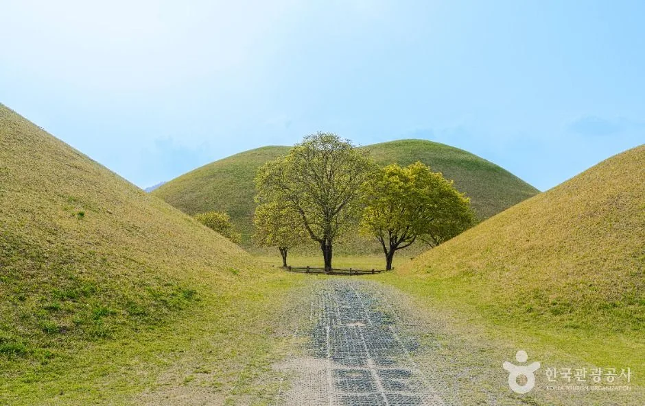 대릉원 돌담길의 벚꽃 길