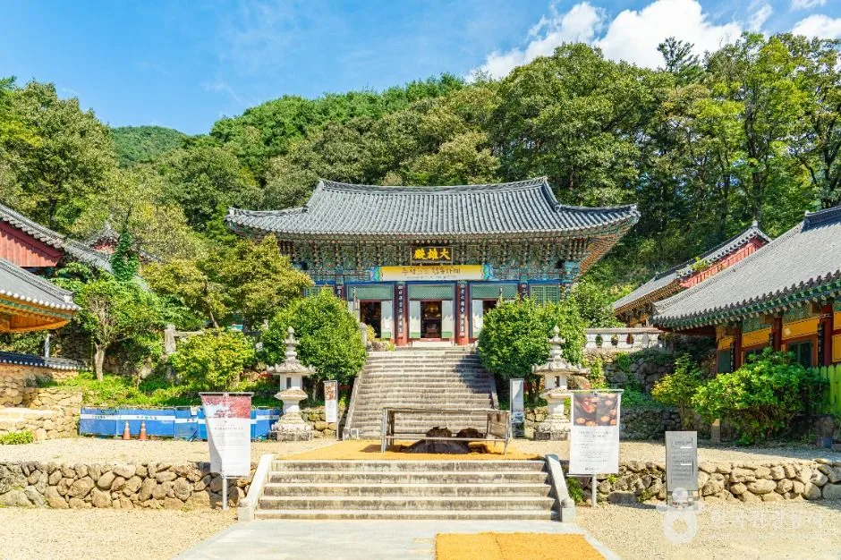 쌍계사 경내의 백년 동백나무와 벚꽃