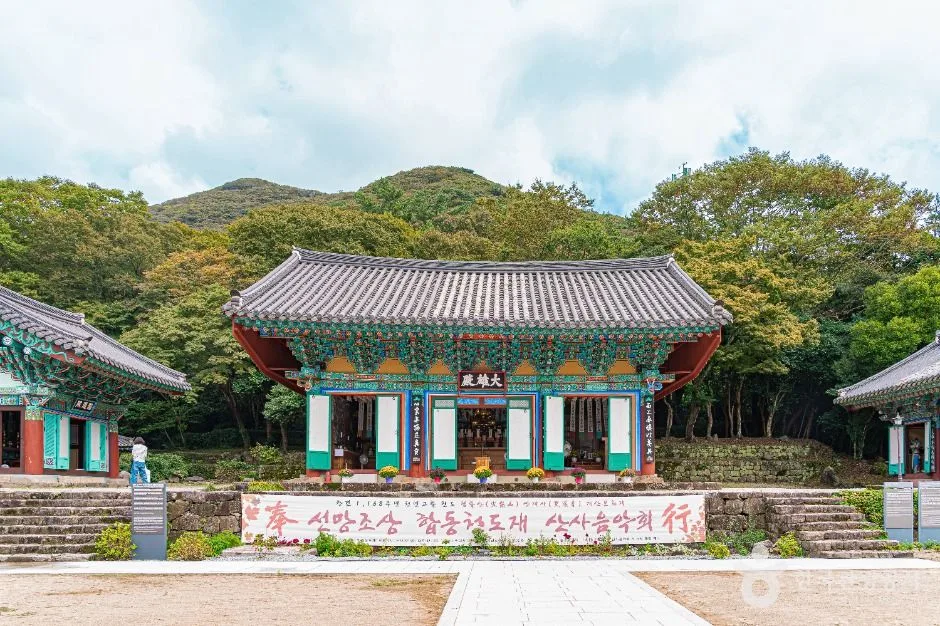 쌍계사 경내의 백년 동백나무와 벚꽃