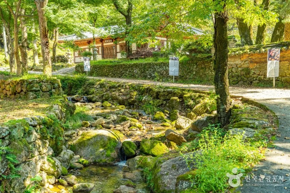 쌍계사 경내의 백년 동백나무와 벚꽃