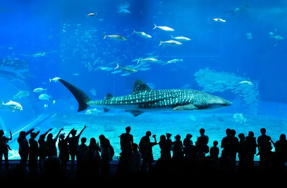오키나와 Churaumi Aquarium에서 고래상어를 감상하는 사람들의 실루엣